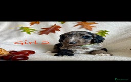 Cockapoo dogs for sale: Meet your new best friend!! - Image 2