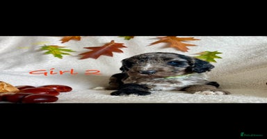 Cockapoo dogs - Advert 6
