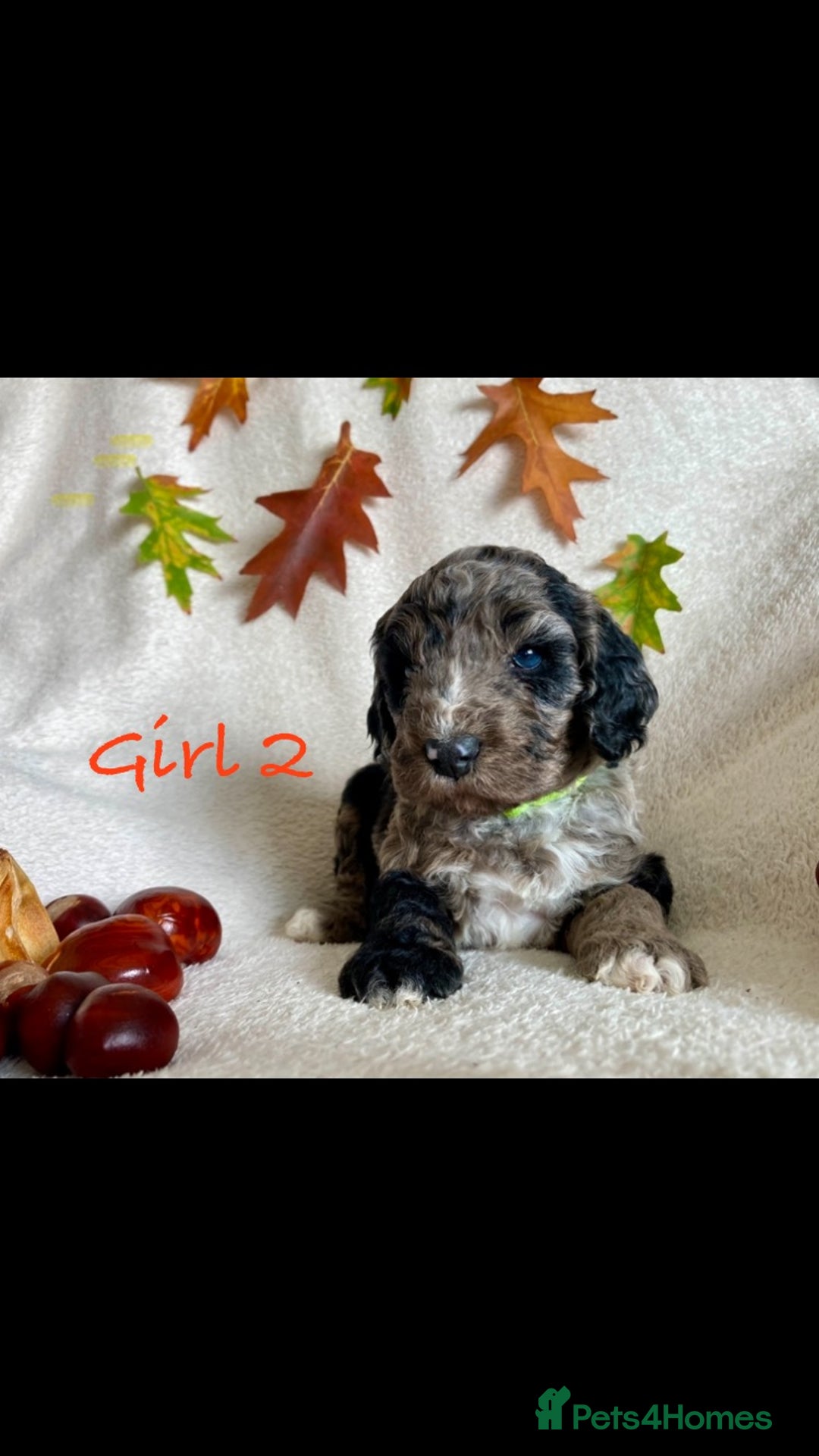 Cockapoo dogs for sale: Meet your new best friend!! - Image 2
