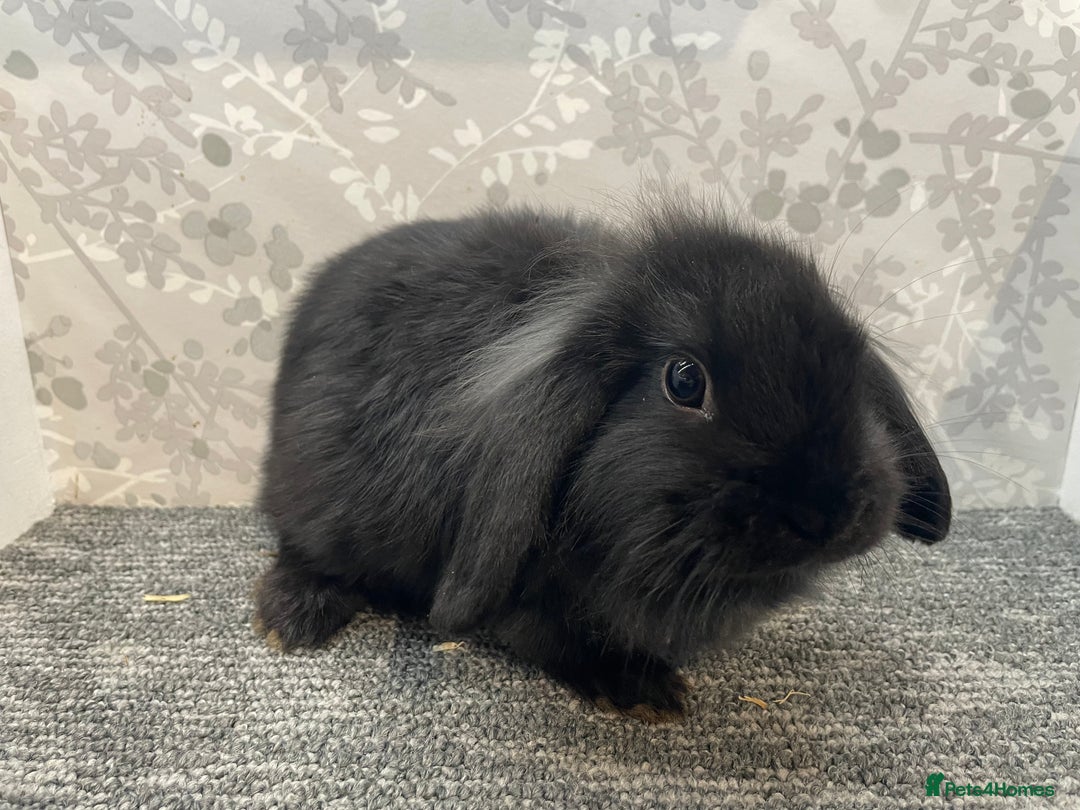 Lionhead rabbits for sale: 4 lionhead lops - Advert 4