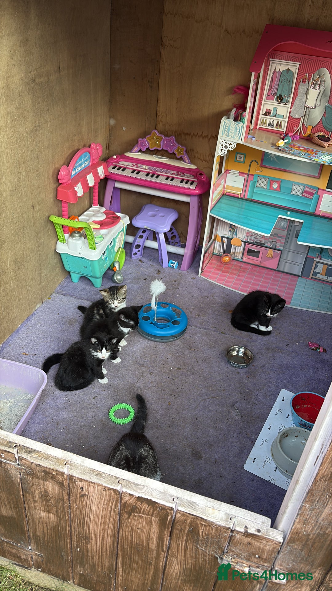 Mixed Breed cats for sale: Kittens mixed breed - Image 6