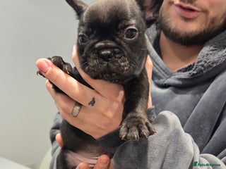 French Bulldog dogs French bulldog puppies 4 puppies still available - Advert 16