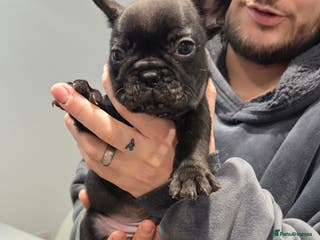 French Bulldog dogs French bulldog puppies 4 puppies still available - Advert 5