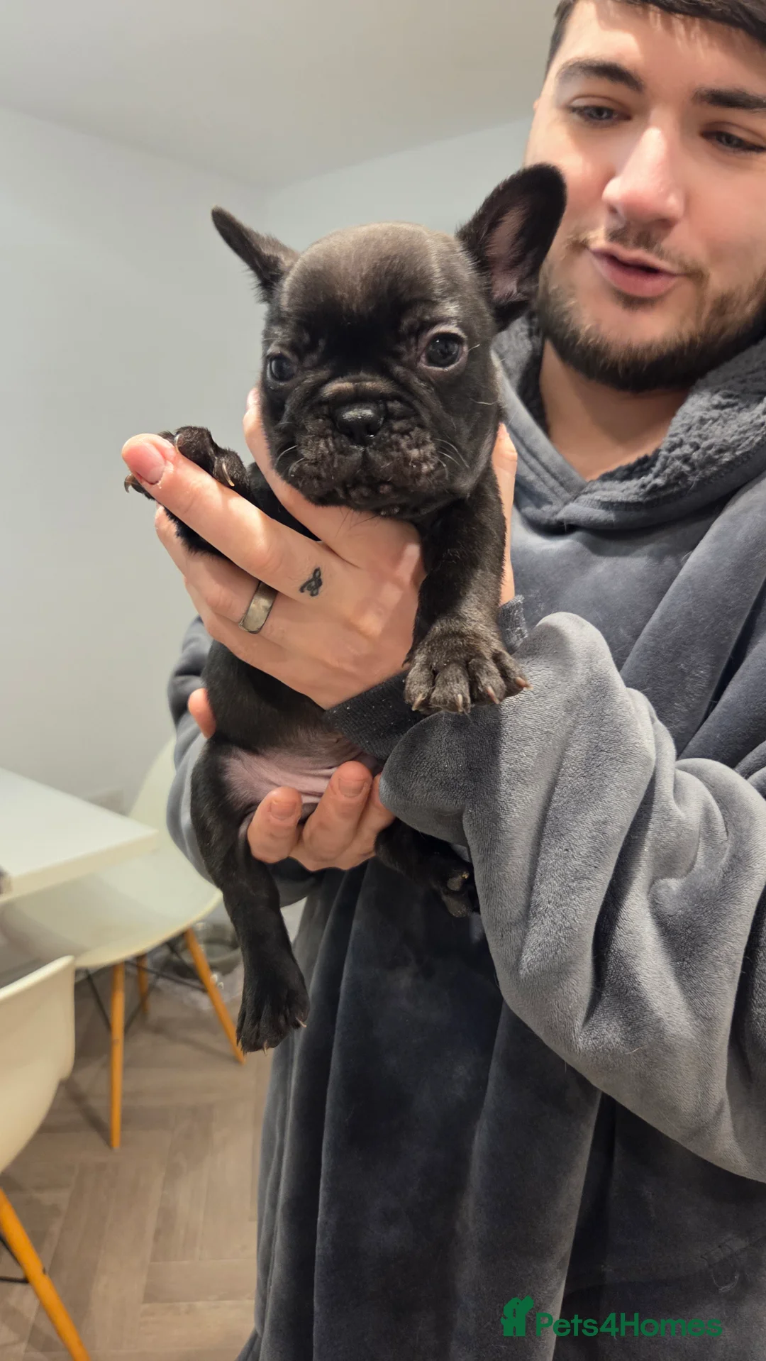 French Bulldog dogs for sale: French bulldog puppies 4 puppies still available  - Advert 2