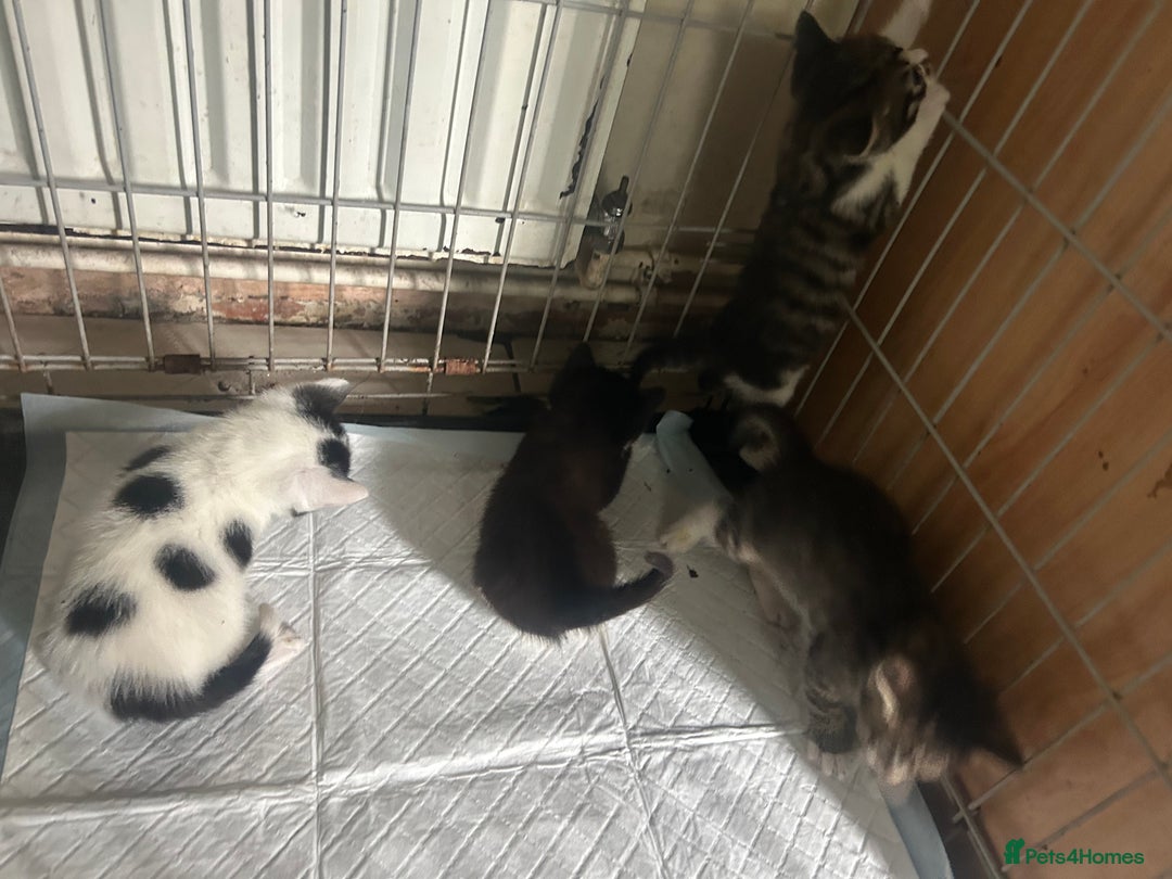Mixed Breed cats for sale: Adorable kittens waiting for a good home - Image 6
