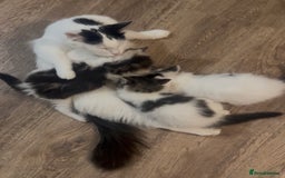 Ragdoll cats for sale: Beautiful Ragdoll Kittens  - Image 19