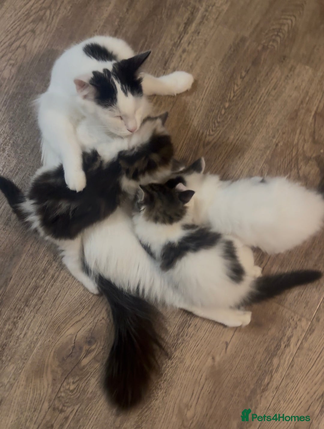 Ragdoll cats for sale: Beautiful Ragdoll Kittens  - Image 19