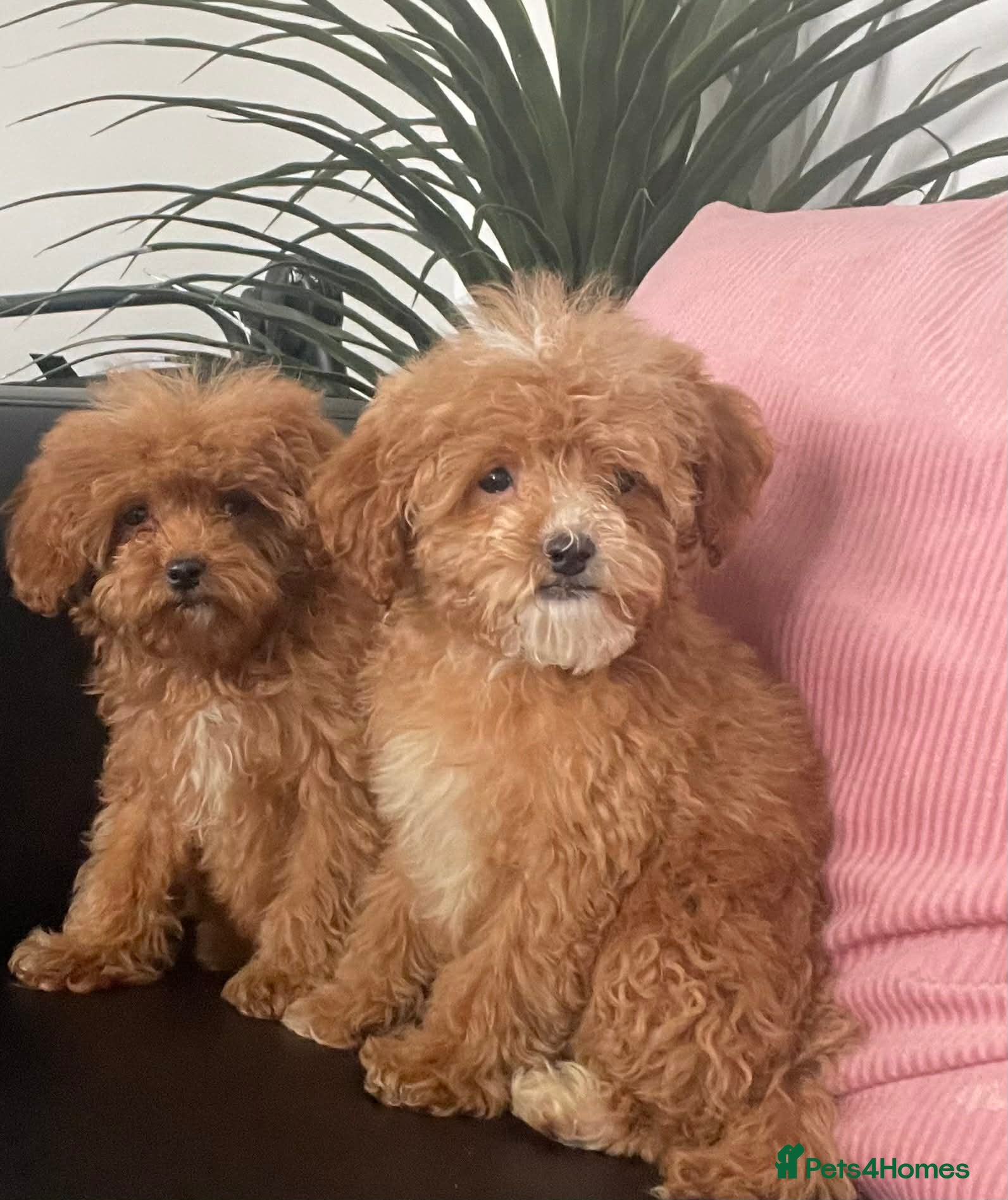 Cavapoo dogs Beautiful Cavapoo Puppies for Sale - Advert 4