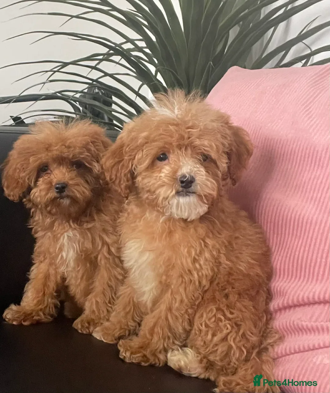 Cavapoo dogs for sale: Beautiful Cavapoo Puppies for Sale - Advert 6
