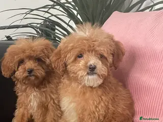 Cavapoo dogs Beautiful Cavapoo Puppies for Sale - Advert 4