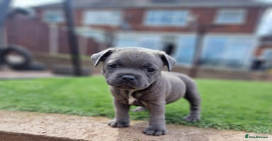 Staffordshire Bull Terrier dogs - Advert 2