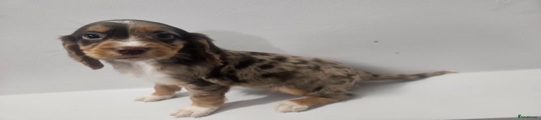 Cocker Spaniel Puppy 1