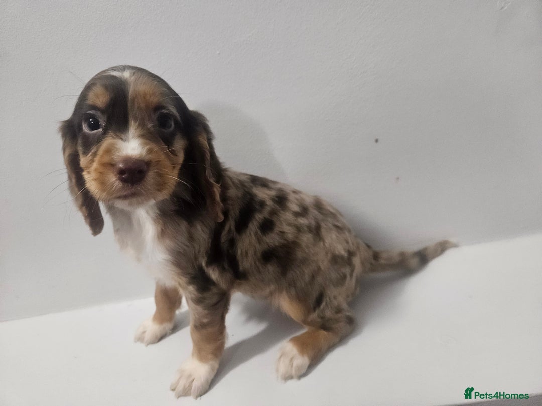 Cocker Spaniel dogs for sale: 5 Girl cocker spaniel puppies - Advert 8