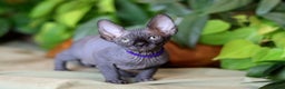 Sphynx cats for sale: Bloodline Sphynx Kittens  - Advert 14