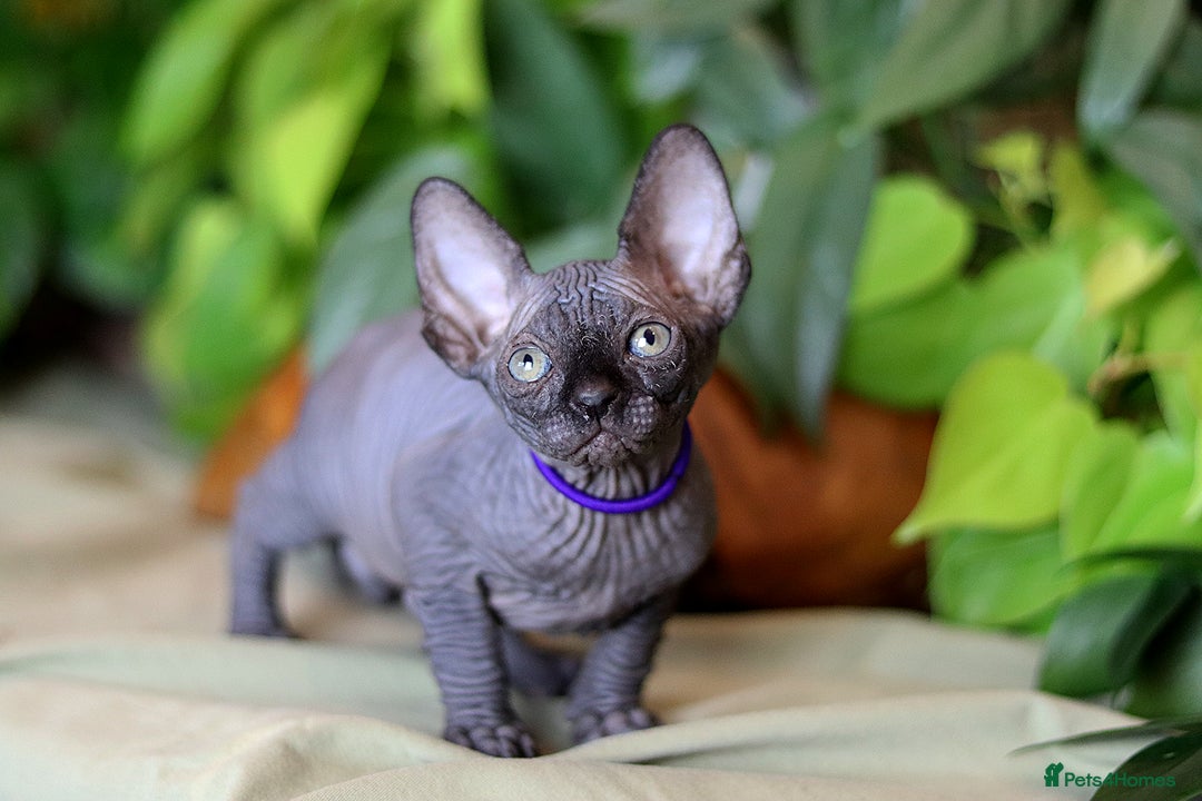 Sphynx cats for sale: Bloodline Sphynx Kittens  - Advert 14