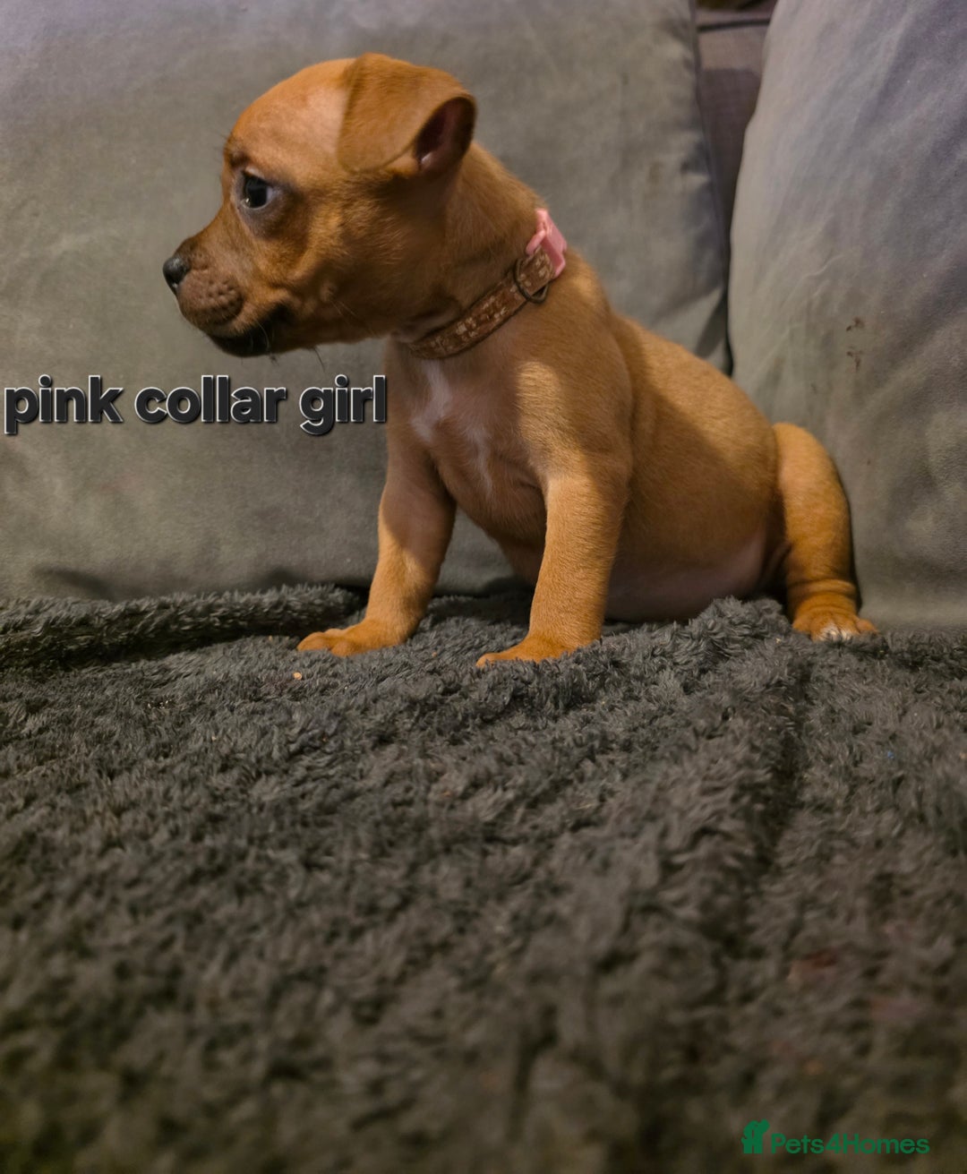 Staffordshire Bull Terrier dogs for sale: STUNNING KC RED STAFFORDSHIRE BULL TERRIER PUPS - Image 21