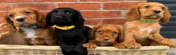 Cocker Spaniel dogs for sale: Cocker Spaniel Puppies - Advert 4