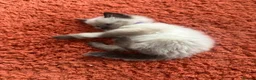 Ragdoll cats for sale: 4 beautiful ragdoll kittens for sale  - Advert 7
