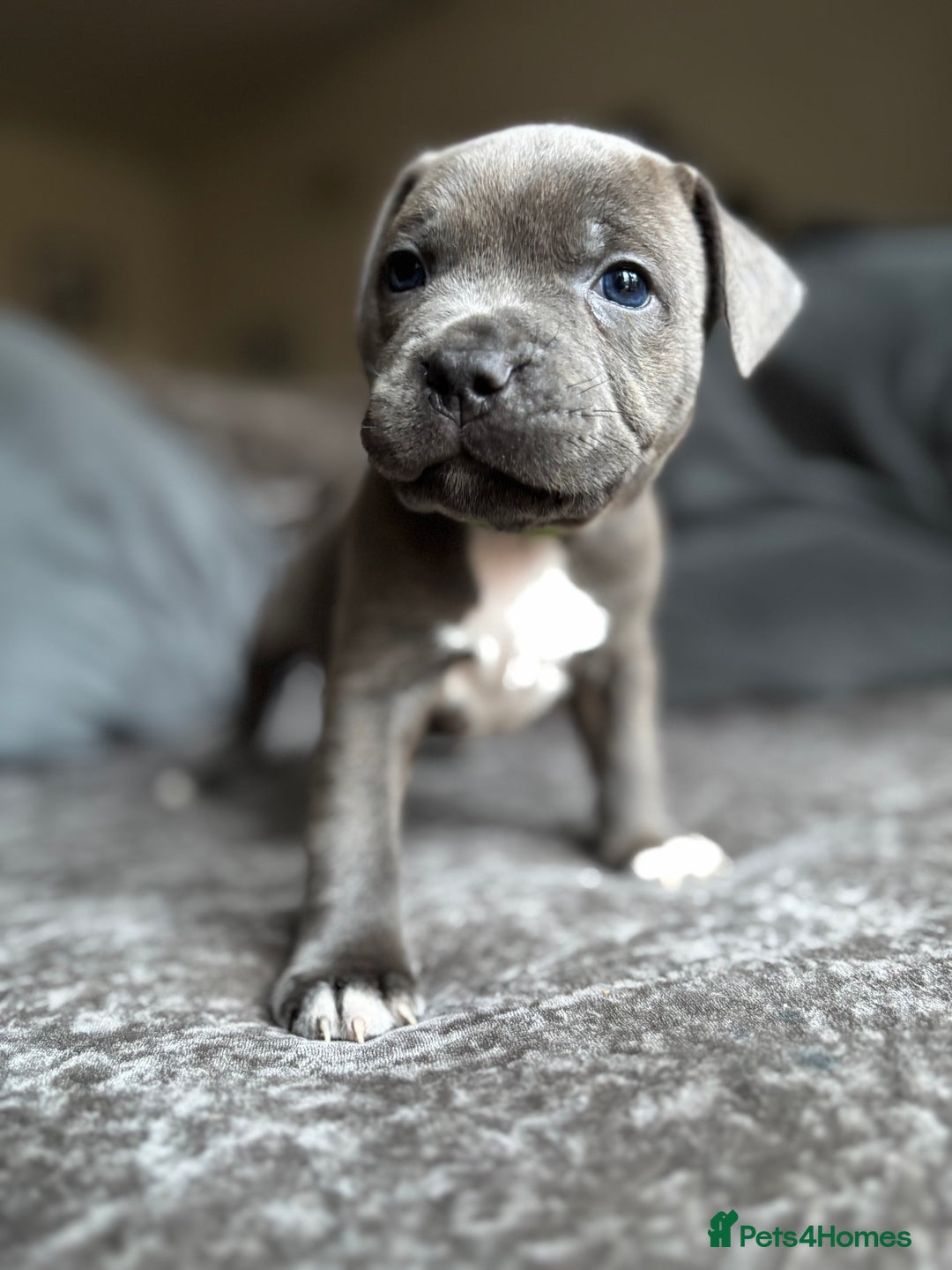 Staffordshire Bull Terrier dogs for sale: Quality Blue Health Tested  - Advert 28
