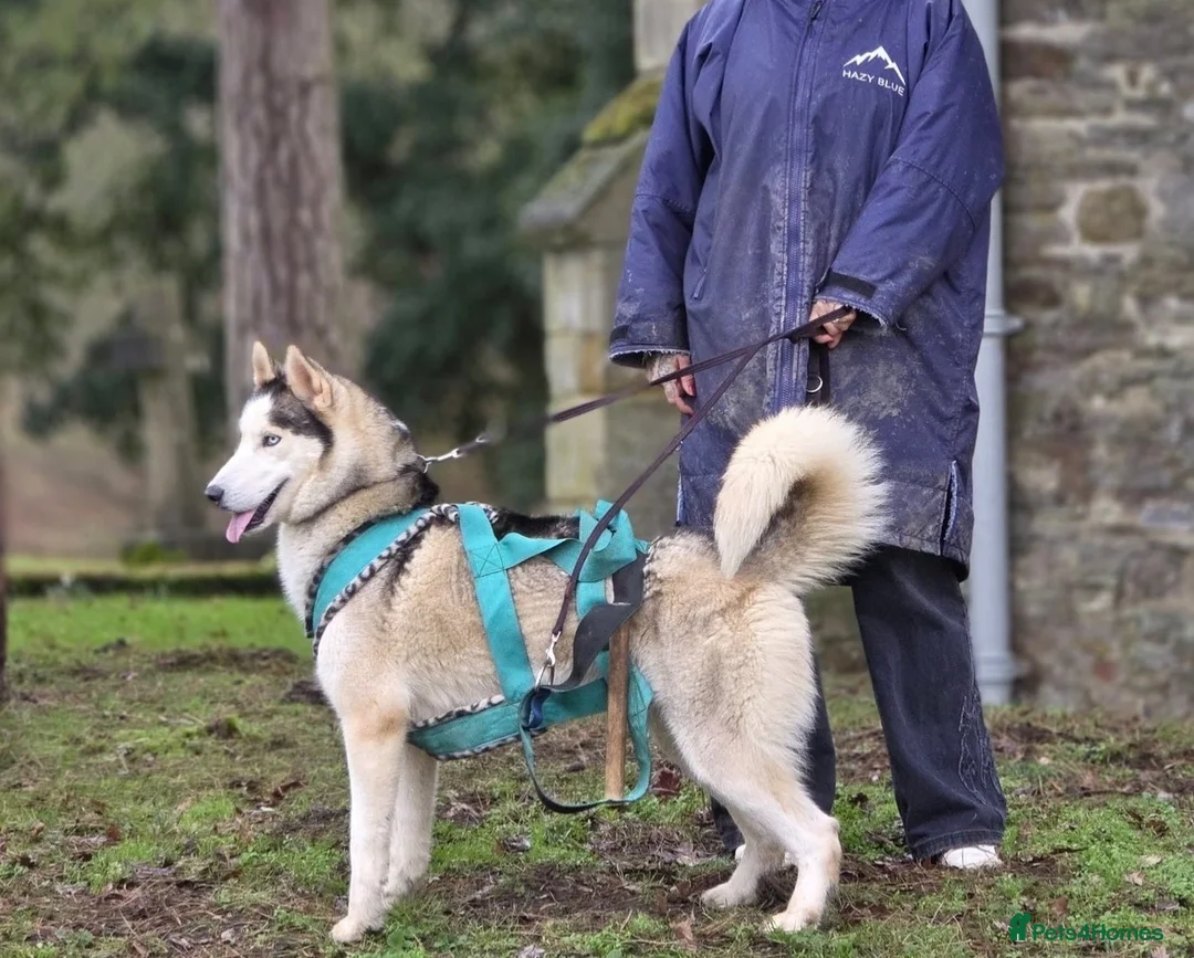 Siberian Husky dogs for sale: Unbelievable KC Registered Puppies - Advert 10