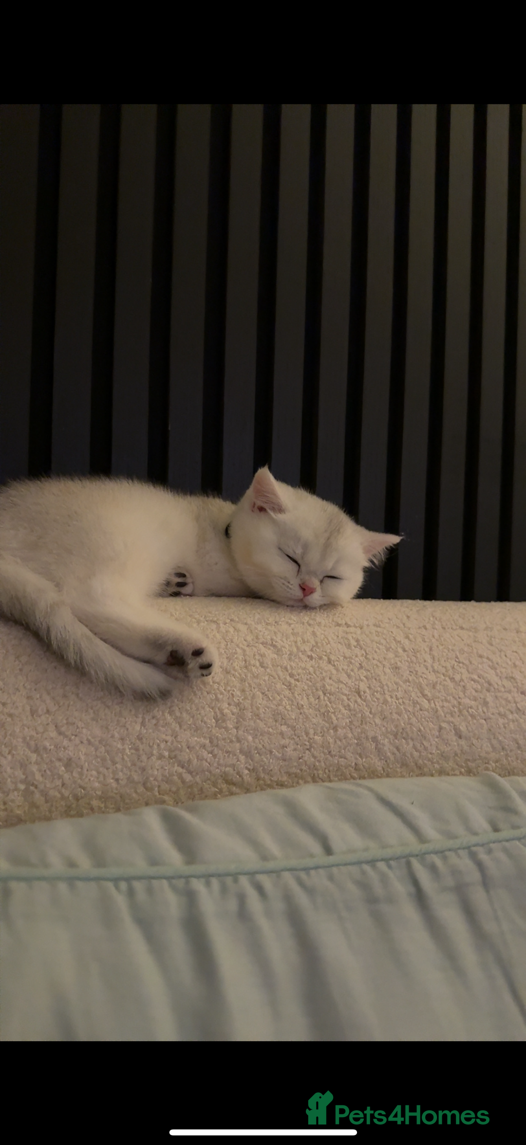 British Shorthair cats for sale: STUNNING GCCF BRITISH SHORTHAIR😍😍 - Advert 7