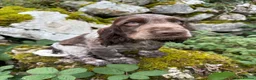 Cocker Spaniel dogs for sale: SHOW KC Registered, true to type, Cocker Spaniels - Advert 3