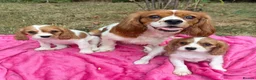 Cavalier King Charles Spaniel dogs for sale: Cavalier King Charles puppy’s Blenheim ready now  - Advert 5