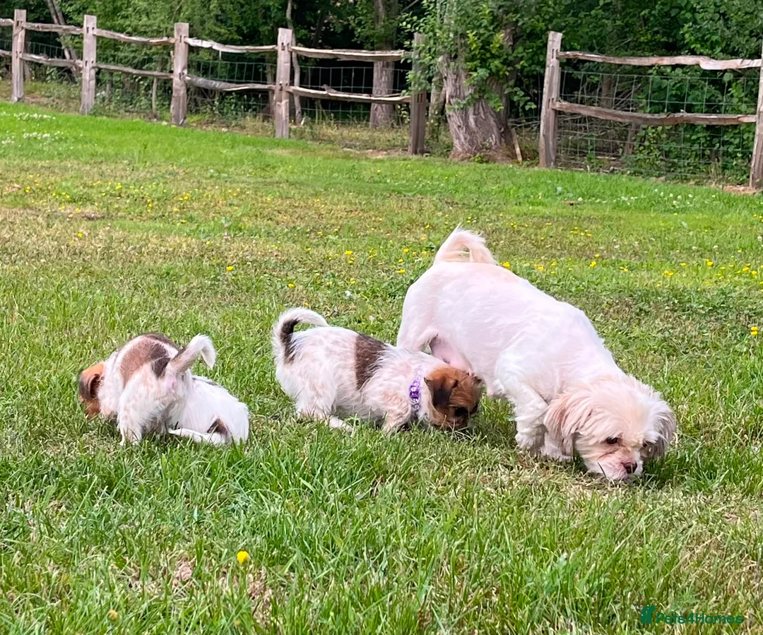 Mixed Breed dogs for sale: Beautiful Jack Tzu Puppies – 2 Girls, 1 Boy - Advert 7