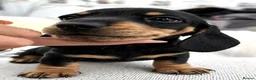Miniature Dachshund dogs for sale: Black and cream KC registered boy  - Advert 3