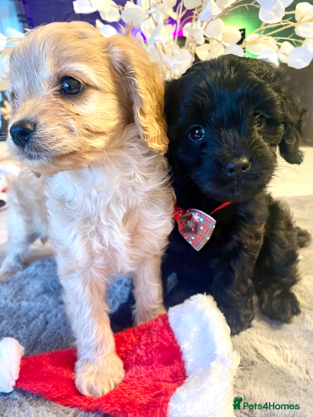Cavapoo dogs for sale: F1 Cavapoo - Advert 5