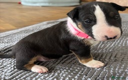 English Bull Terrier dogs for sale: Beautiful English bull terrier  - Image 16