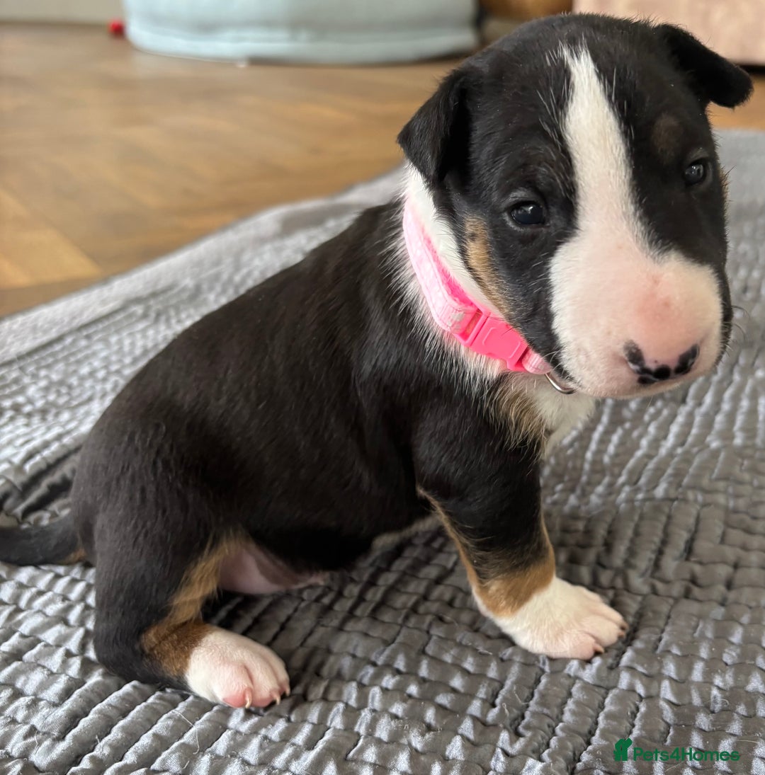 English Bull Terrier dogs for sale: Beautiful English bull terrier  - Image 16