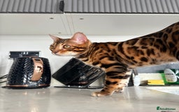 Bengal cats for sale: ❕Bengal cat for sale❕ - Image 5