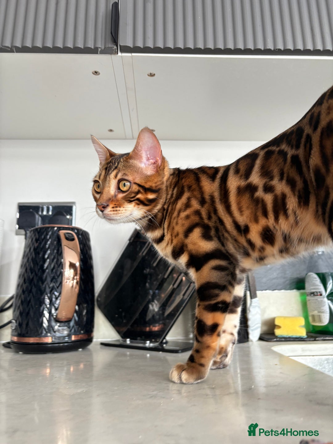 Bengal cats for sale: ❕Bengal cat for sale❕ - Image 5