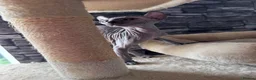 Sphynx cats for sale: 🐈‍⬛🐾 Sphynx elf's / Canadian kittens  - Advert 4