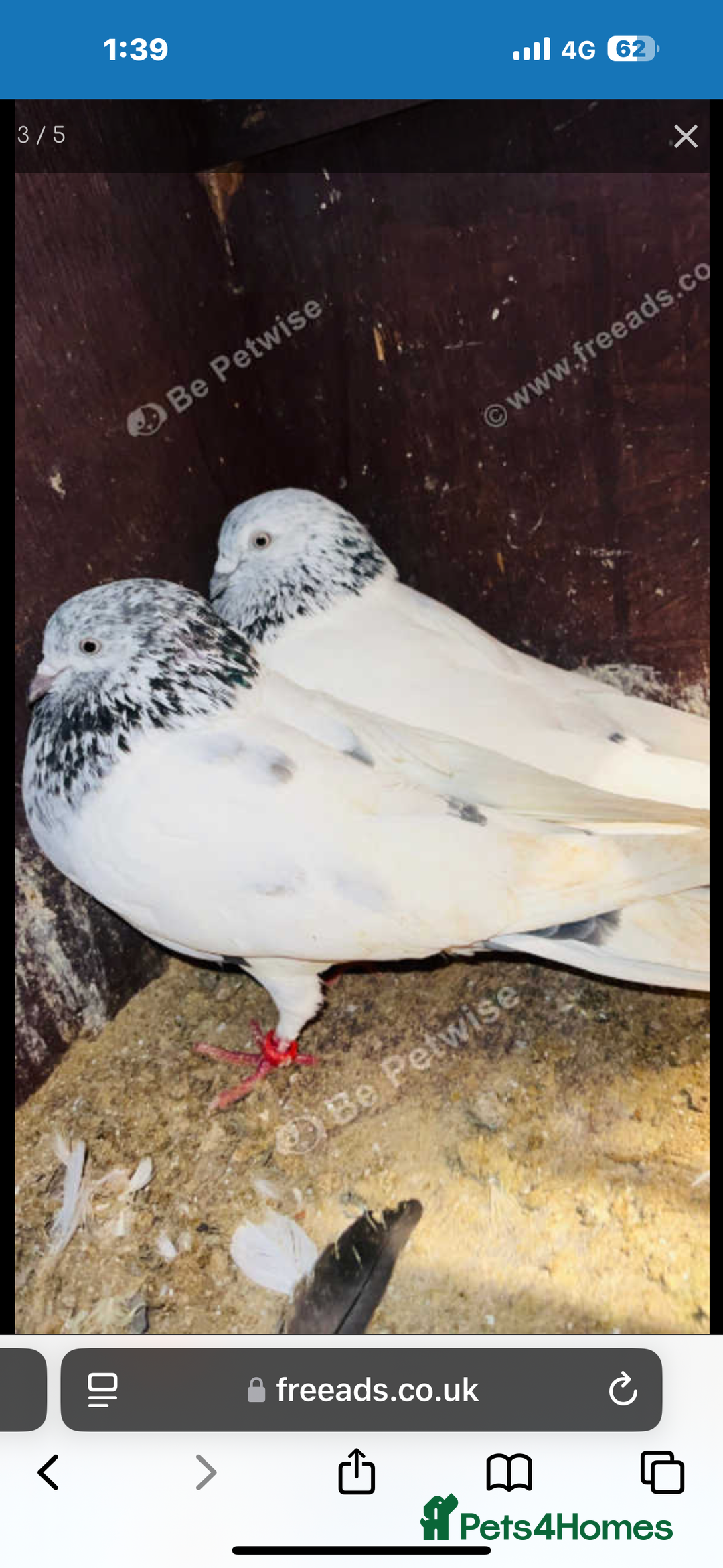 Pigeons birds for sale:  Pakistani and Iranian pigeon for sale  - Image 6