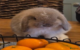 Mini Lop rabbits for sale: Minilop doe - Image 2