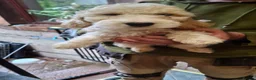 Cockapoo dogs for sale: F2 Cockapoo pups in Penrith - Advert 3