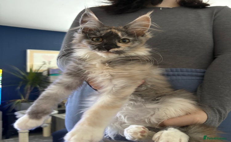 Maine Coon cats - Advert 8