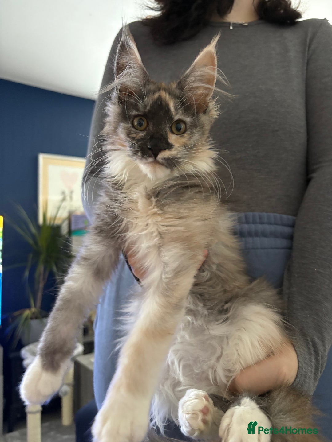 Maine Coon cats for sale: Beautiful pedigree mainecoon kitten  - Image 1