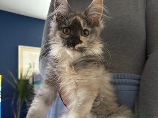 Maine Coon cats - Advert 14