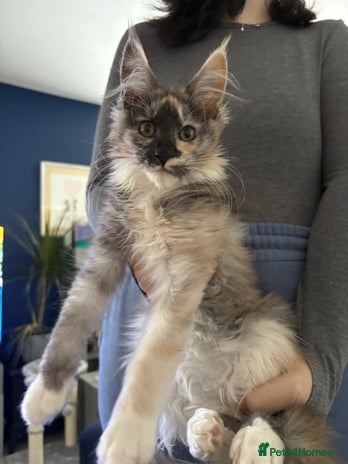 Maine Coon cats - Advert 16