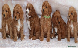 Cavapoo dogs for sale: Cavapoo  - Image 40