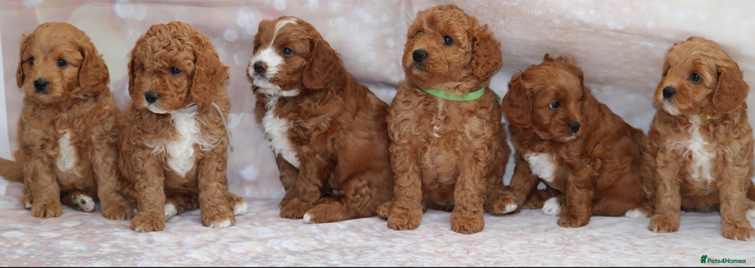Cavapoo dogs for sale: Cavapoo  - Image 40