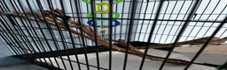 Parrots birds for sale: Parrot Named thor nice bird colour is blue green!! in Caerphilly - Advert 4
