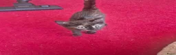 Mixed Breed cats for sale: Cute kitten - Advert 7