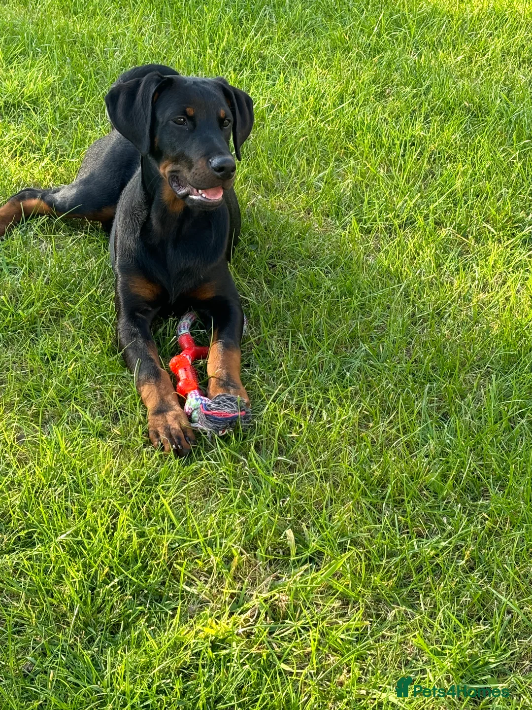 Dobermann dogs for sale: Male Rottweiler X Dobermann FOR SALE - Advert 2