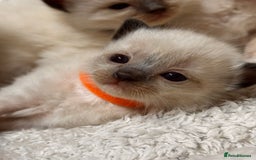 Ragdoll cats for sale: Purebred Ragdoll Kittens (TICA REG PARENTS) - Image 26