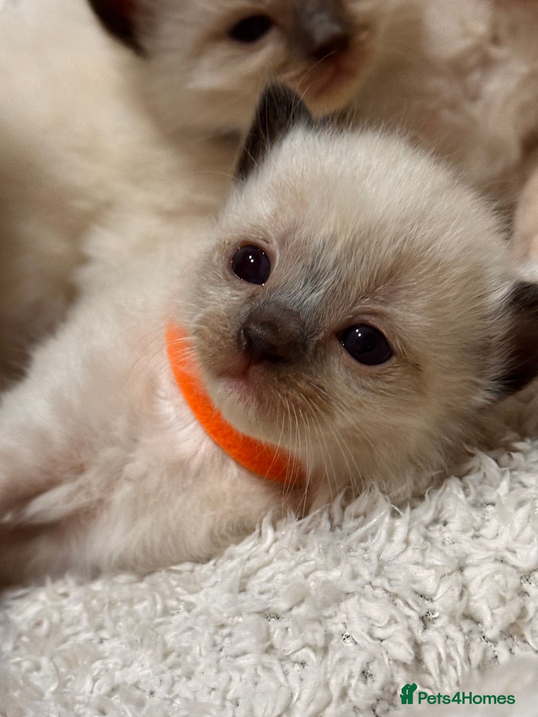 Ragdoll cats for sale: Purebred Ragdoll Kittens (TICA REG PARENTS) - Image 26