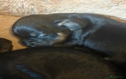 Mixed Breed dogs for sale: Beautiful Baby boy Daug puppy’s-  - Image 5
